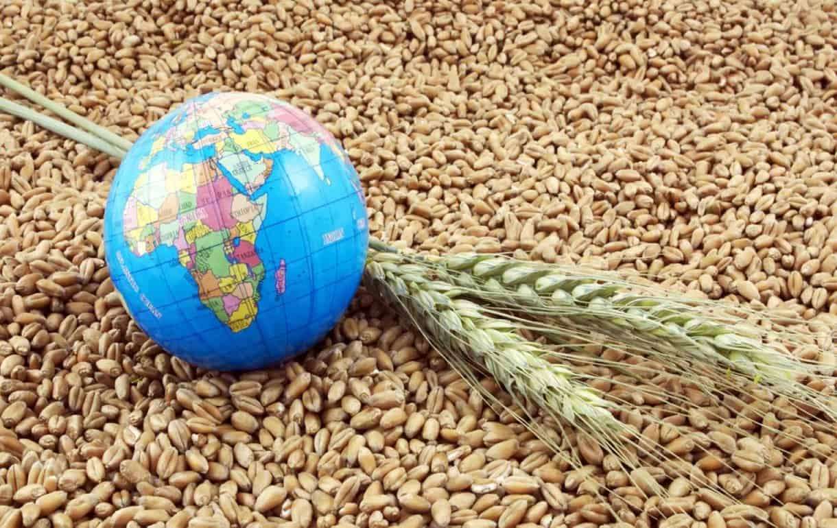 Аналитики USDA увеличили оценку урожая и конечных запасов пшеницы