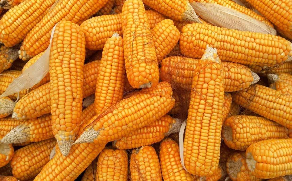 Внутренние цены фуражной кукурузы в Украине снижаются