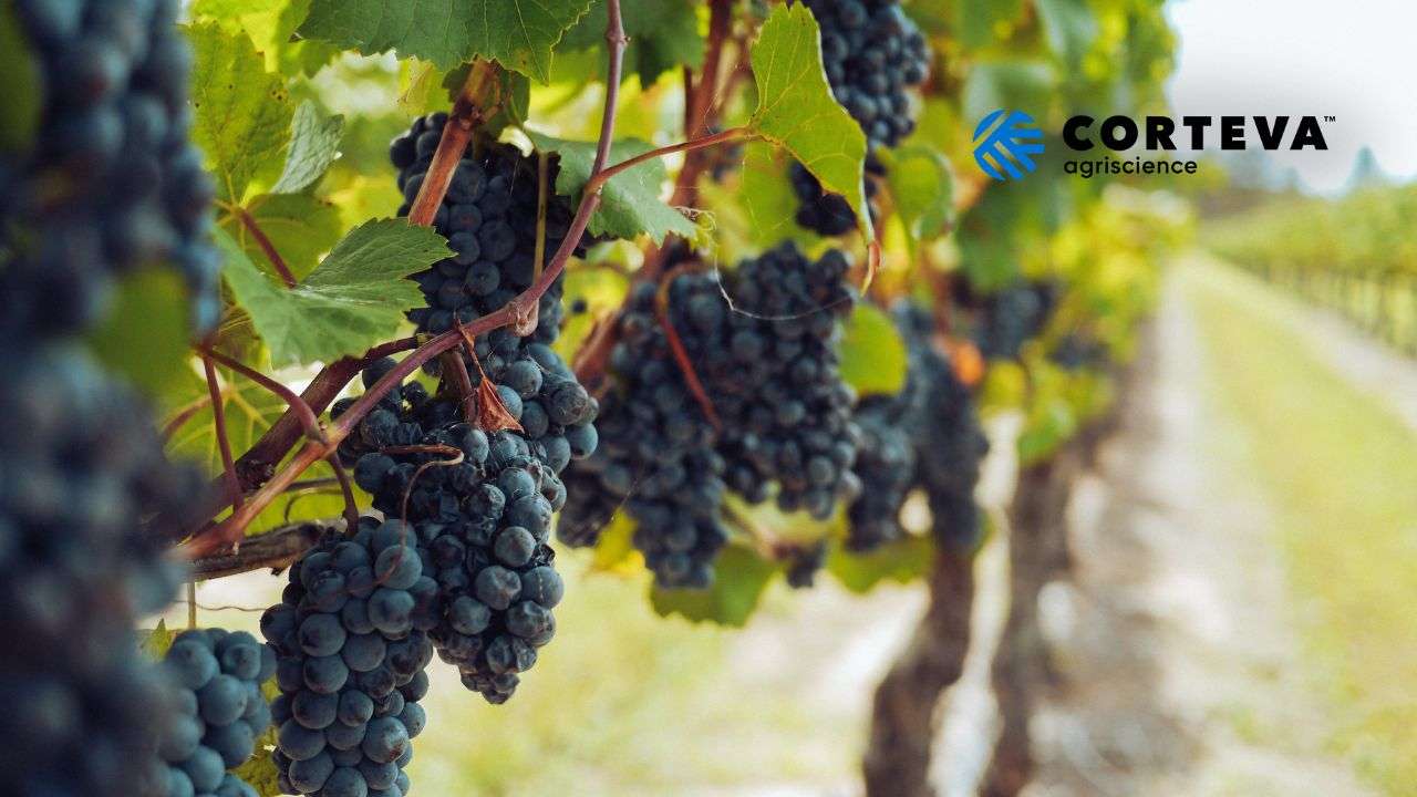Corteva organizează un eveniment dedicat viticultorilor în Chișinău