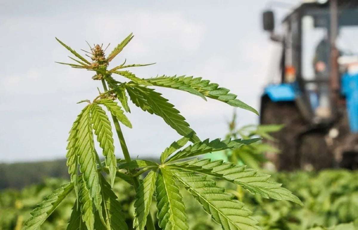 В Молдове выдали первую лицензию на выращивание промышленной конопли