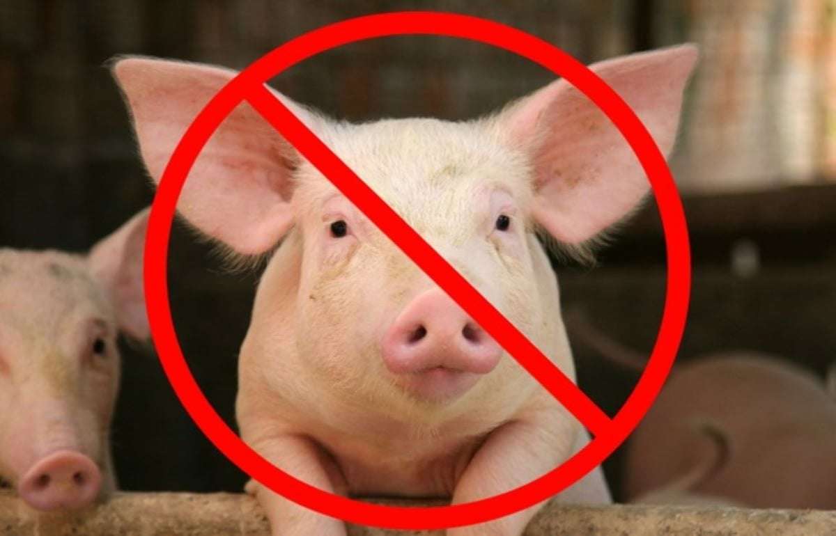 Pesta porcină africană se extinde: Încă un caz depistat în raionul Criuleni