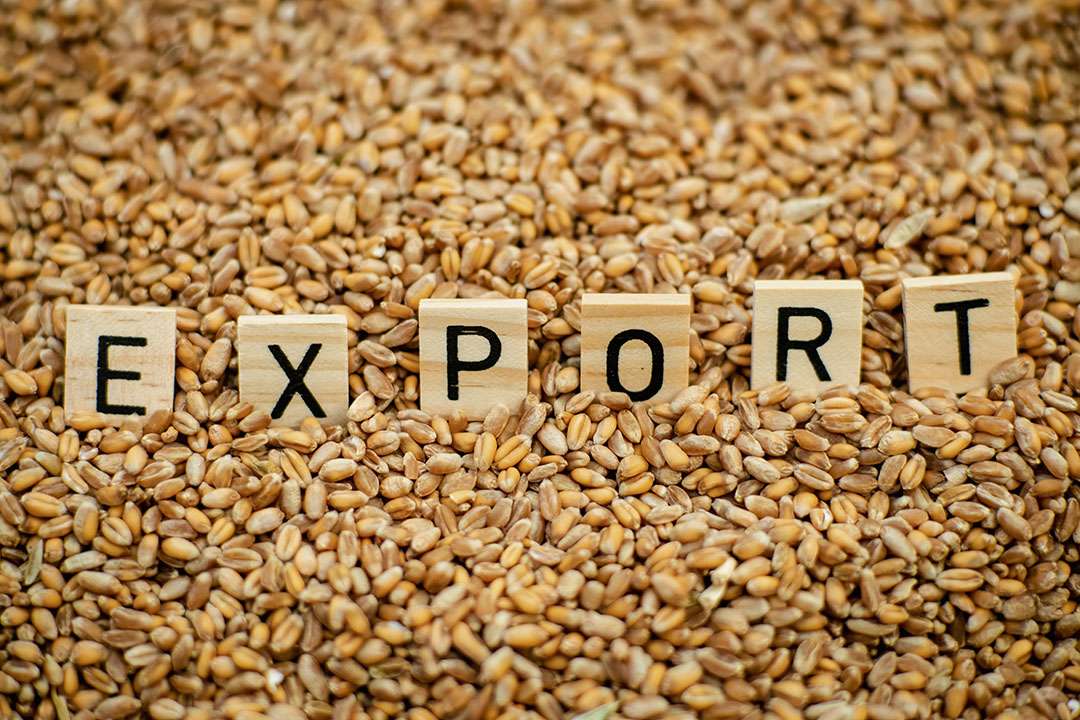 Analiza | Grâul moldovenesc, mai scump, dar mai puțin exportat