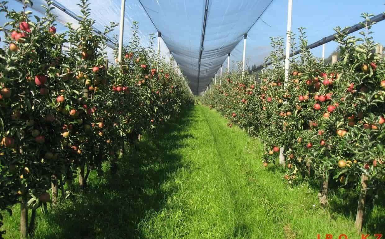 Фермеры Молдовы сэкономили на НДС и пошлинах €102 млн
