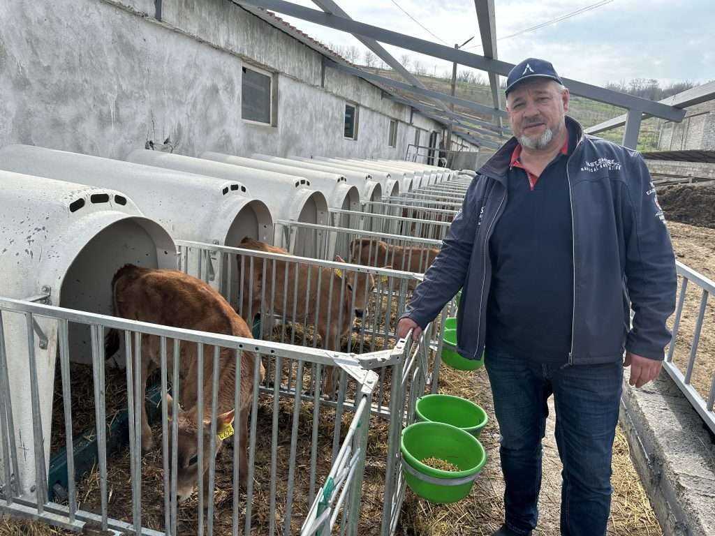 De ce a ales Mihai Gogu vacile Jersey pentru ferma sa