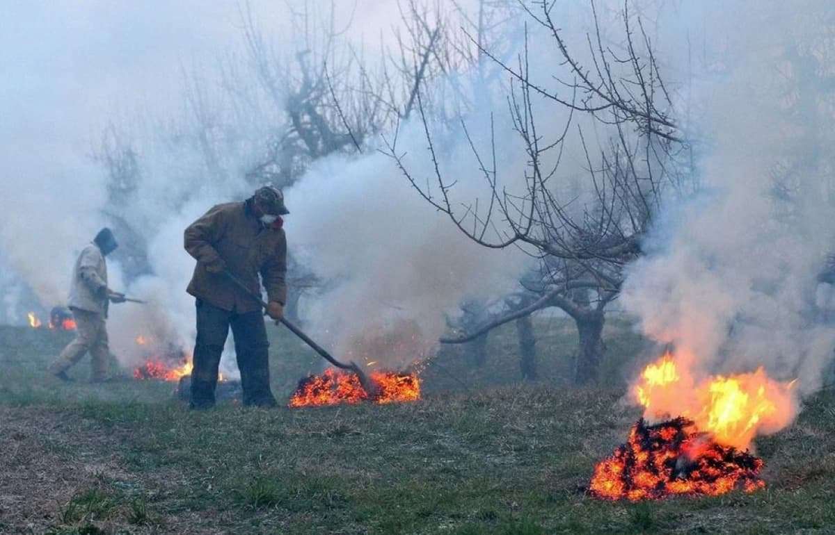 Минсельхоз оценит ущерб от заморозков на следующей неделе