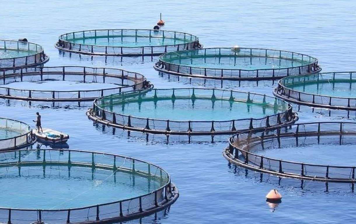 Евросоюз производит более миллиона тонн продукции аквакультуры