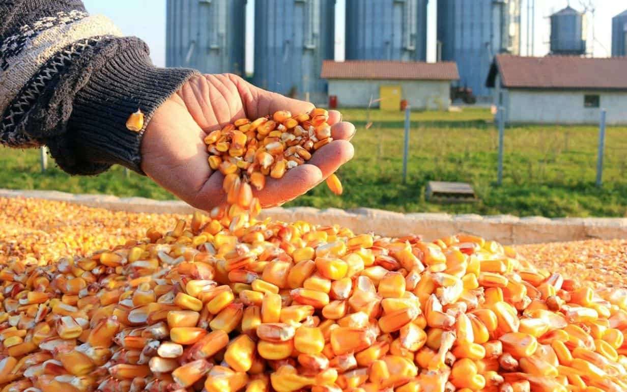 В 2025/26 маркетинговом году Украина может вернуть утраченную долю на рынке кукурузы в ЕС