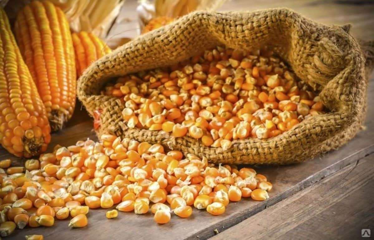 Цена кукурузы на украинском экспортном рынке продолжает расти