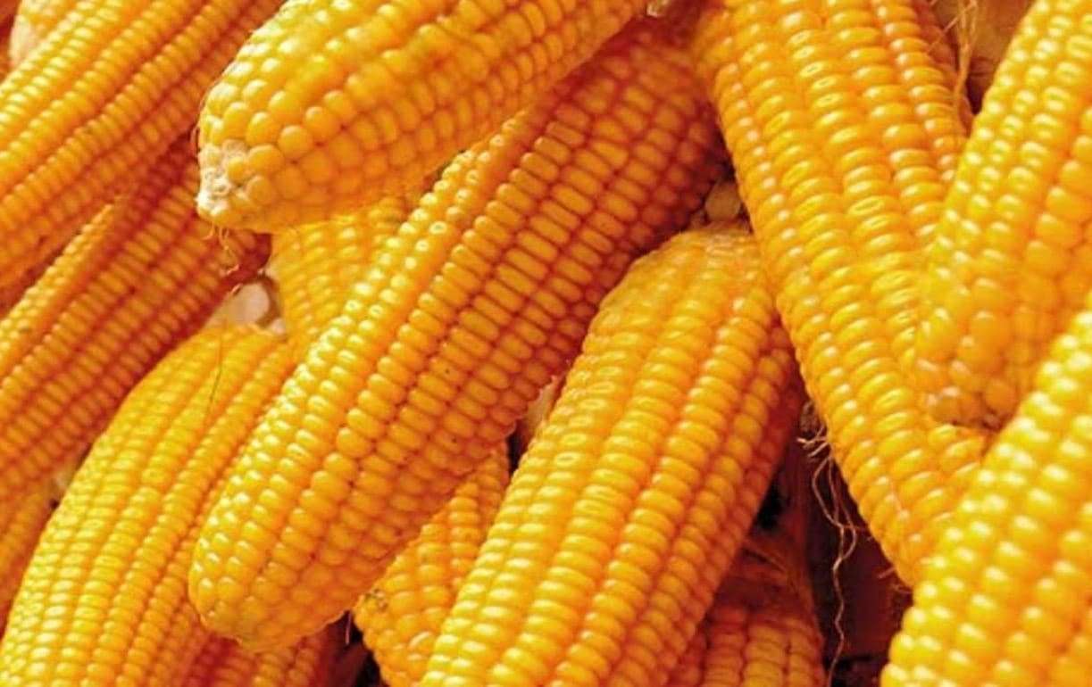 Кукуруза в Украине уже дороже продовольственной пшеницы
