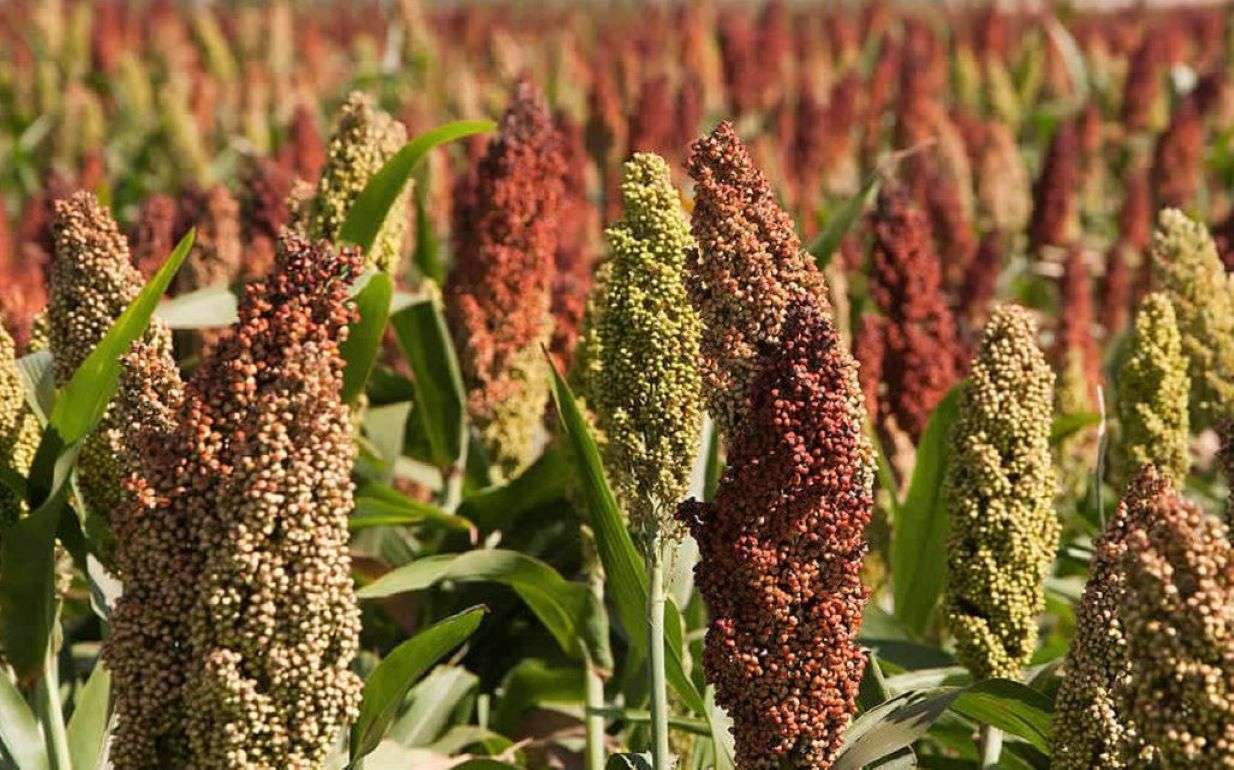280 фермеров получили семена сорго в рамках проекта FAO и Японии
