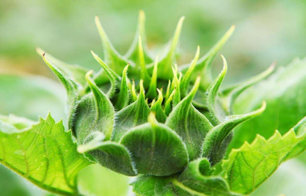 Защита подсолнечника препаратами ALFA Smart Agro
