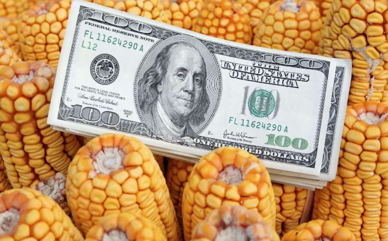Украинская кукуруза стала по цене проигрывать американской
