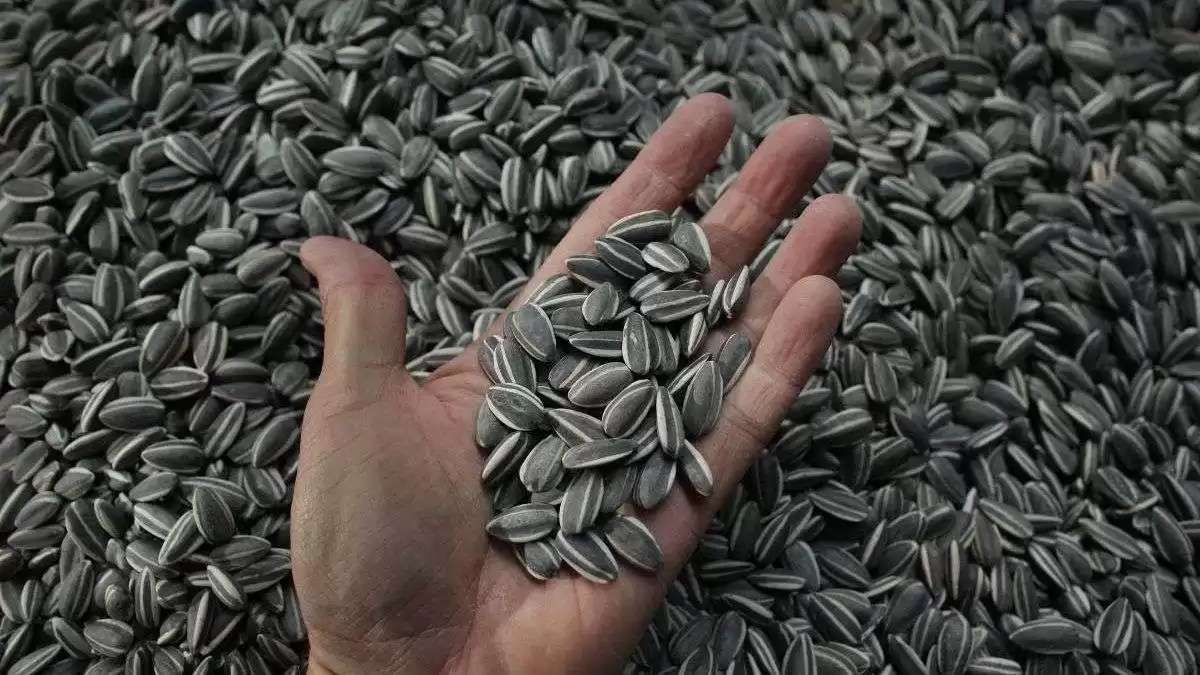 93% din floarea-soarelui pleacă din țară ca materie primă