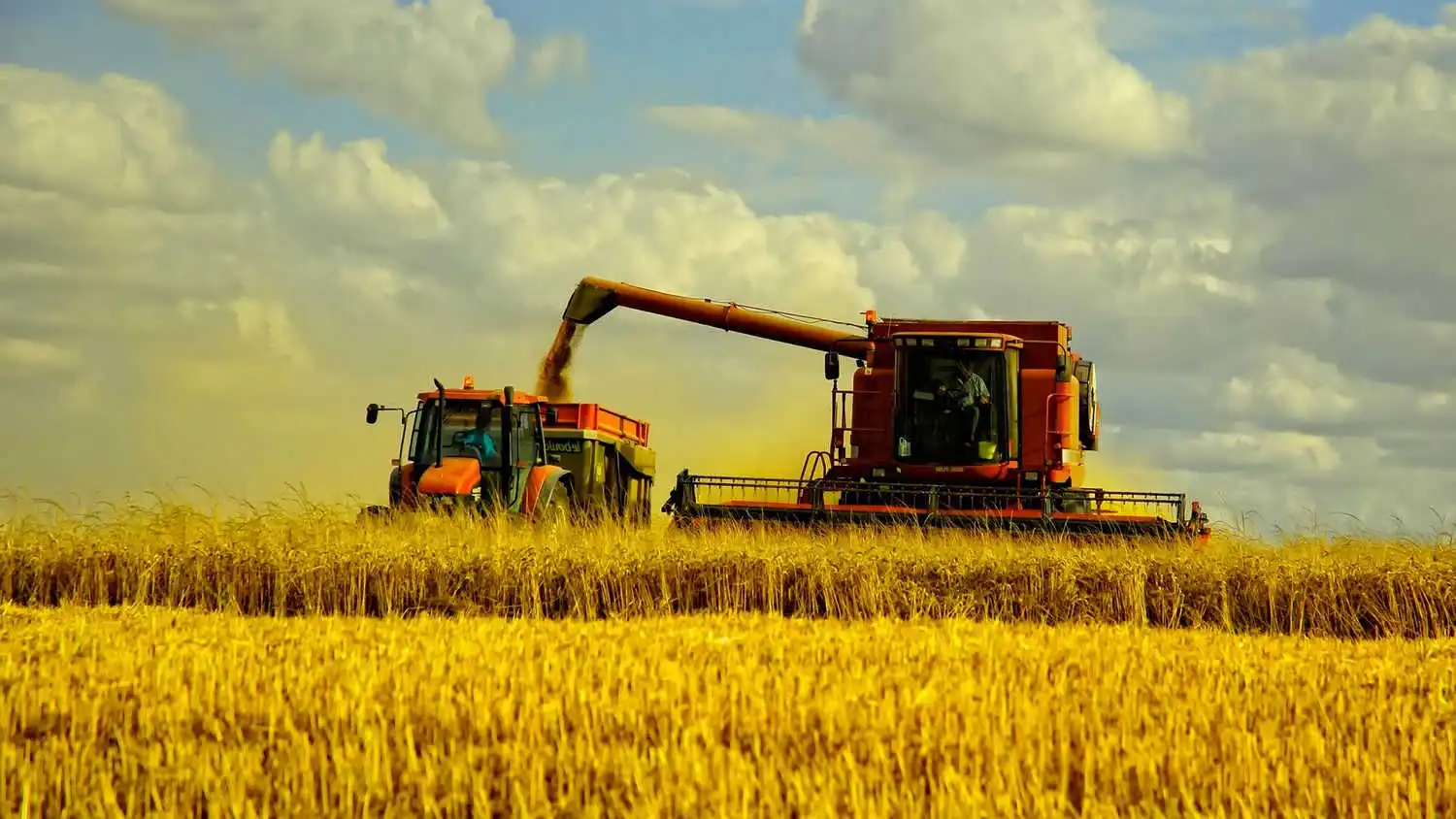 ЕС увеличил производство и экспорт пшеницы в 2019-2020 МГ