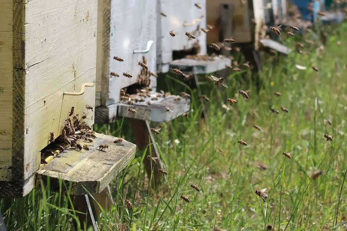 Fără cules în natură: Cu ce tratamente trebuie să intervină apicultorii