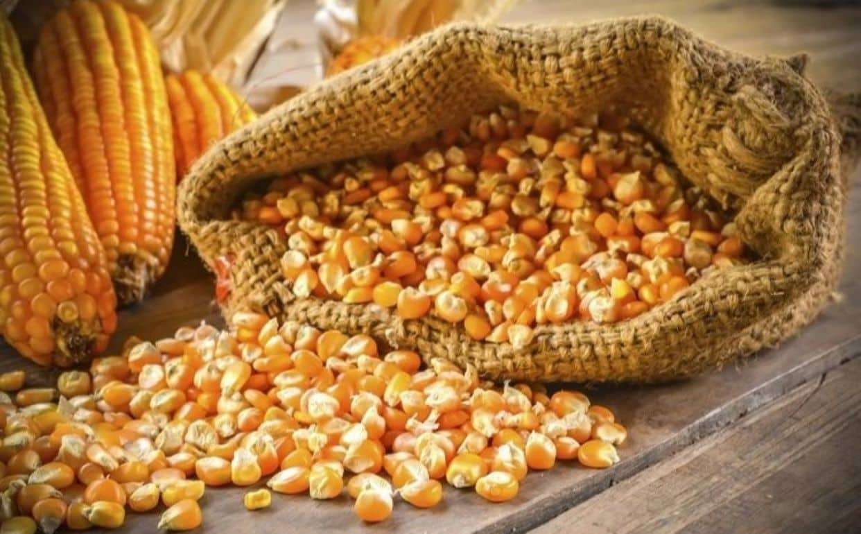 Цены на новый урожай кукурузы в Черноморском регионе ожидаются низкими