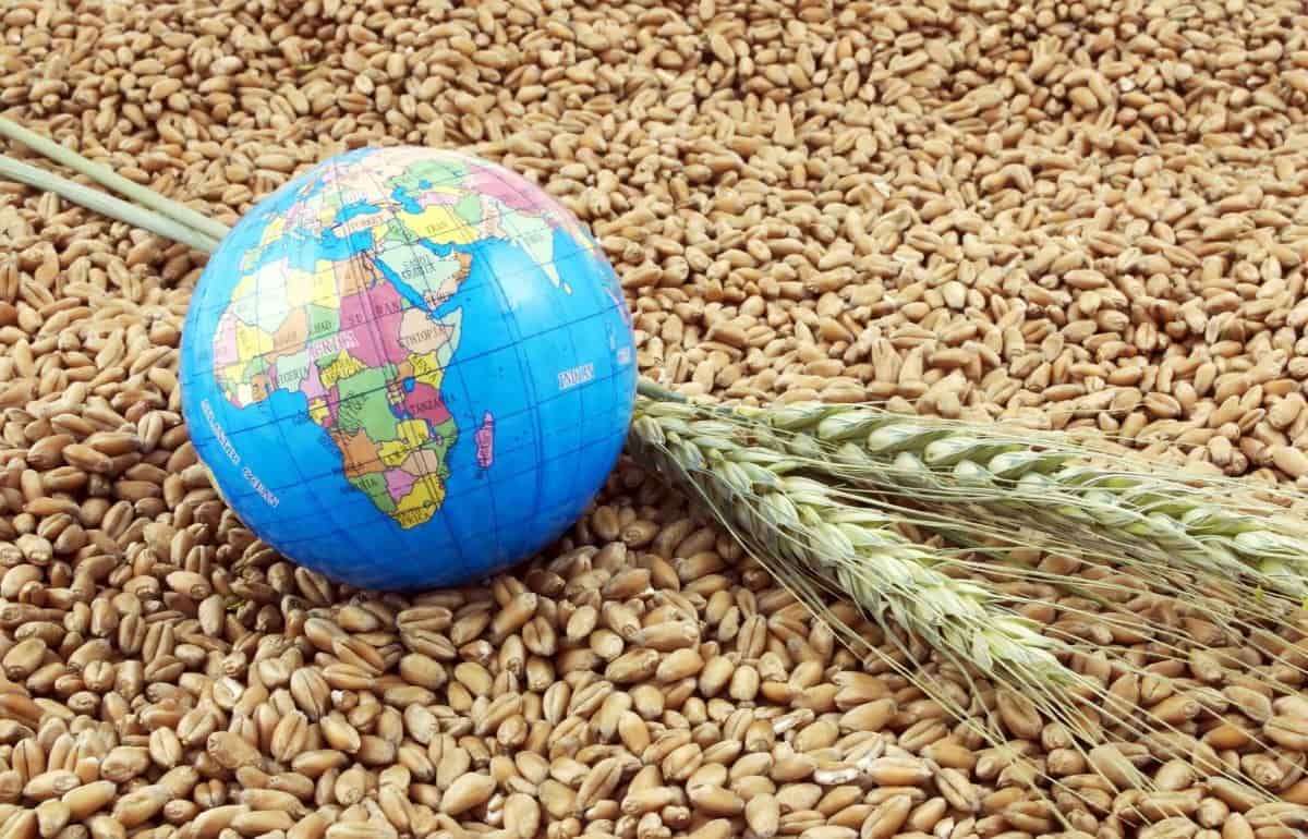 Мировой рынок зерна: в четверг пшеница подешевела, кукуруза подорожала