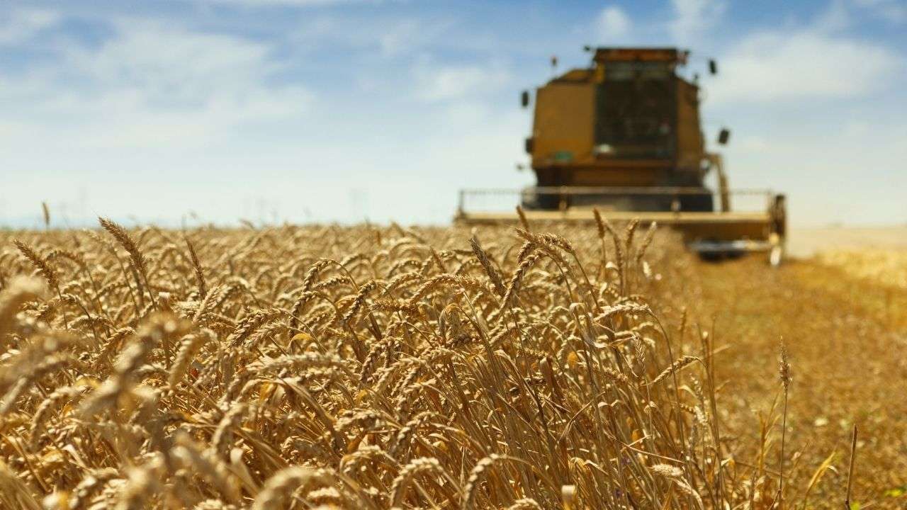 Recoltă bună, dar fără profit: De ce fermierii amână vânzarea grâului