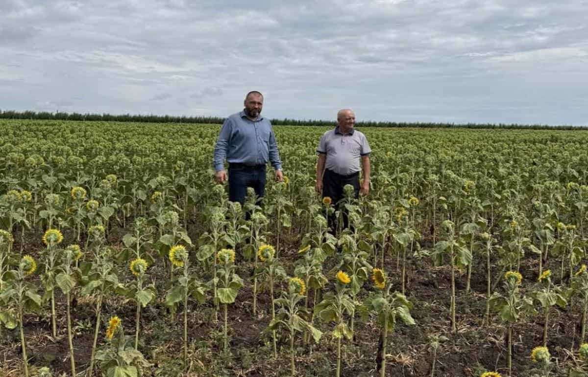 На юге Молдовы кукуруза и подсолнечник оказались под угрозой