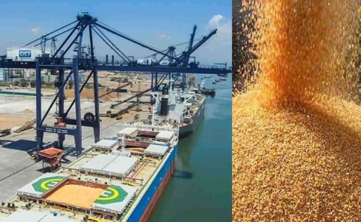 Китай тестирует нового поставщика кукурузы, готовится первая отгрузка