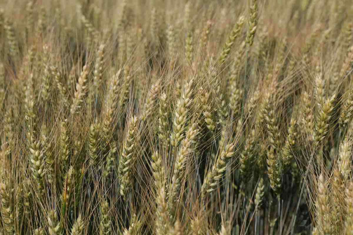 Rezultate remarcabile ale soiurilor de grâul LIDEA: Sub 10 tone/ha la Mărăndeni