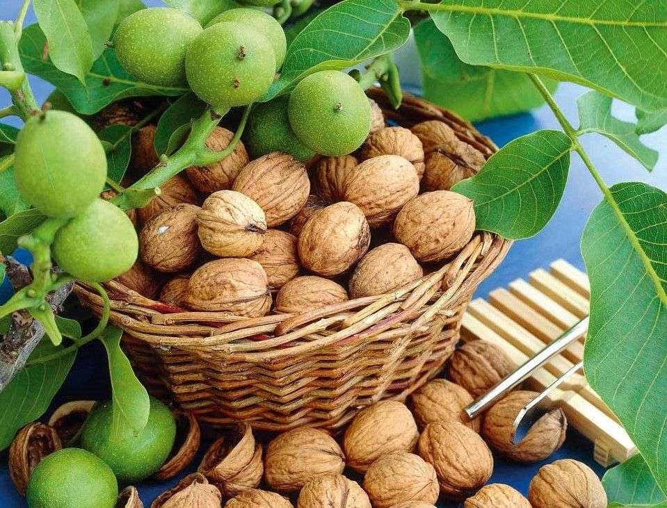 Tîrsînă: Recolta nucilor va fi mai redusă cu 15-20% în acest an