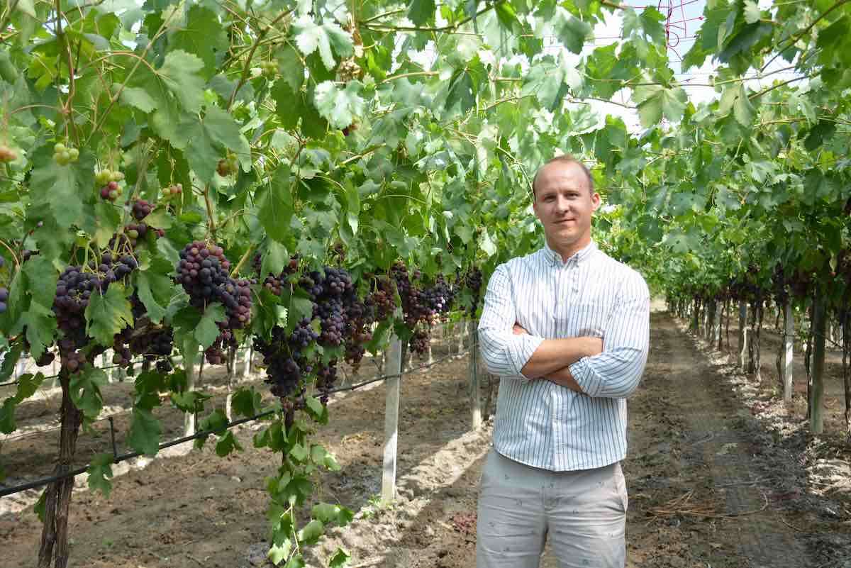 Coacere timpurie și aromă intensă: Iată beneficiile tehnologiei cu infraroșu