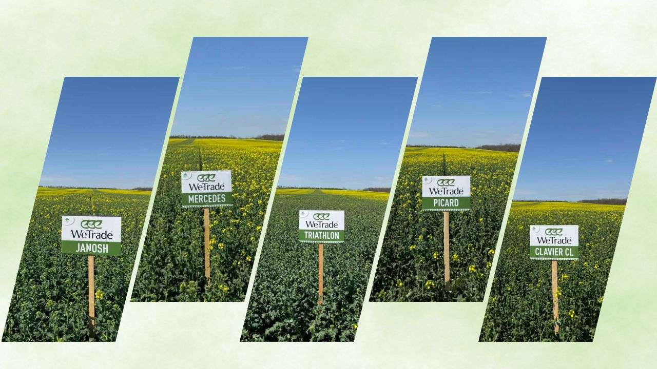 Video | Rapița WeTrade – rezultate stabile, chiar și pe terenuri dificile
