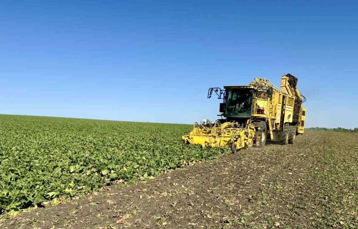 Südzucker Moldova: первые оценки урожайности сахарной свеклы в Молдове