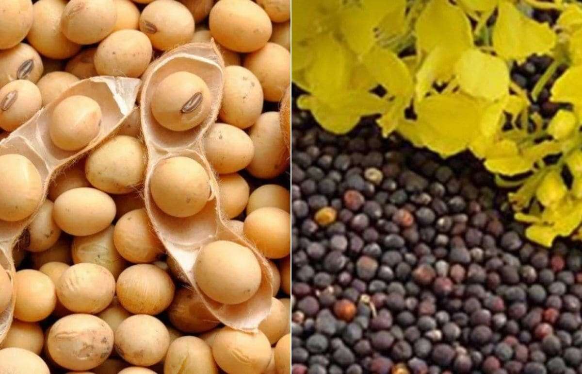 В Украине ввели пошлину в 10% на экспорт сои и рапса