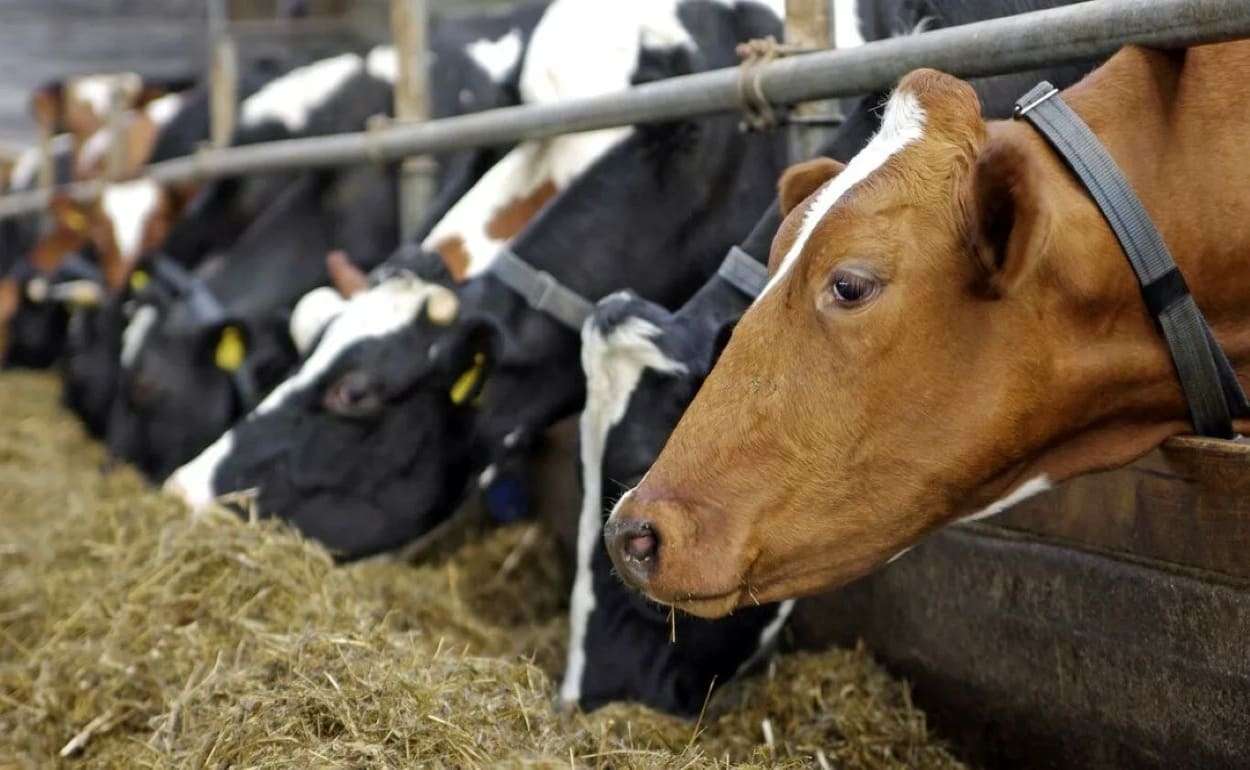 В Венгрии у КРС выявили первую за 10 лет вспышку блютанга