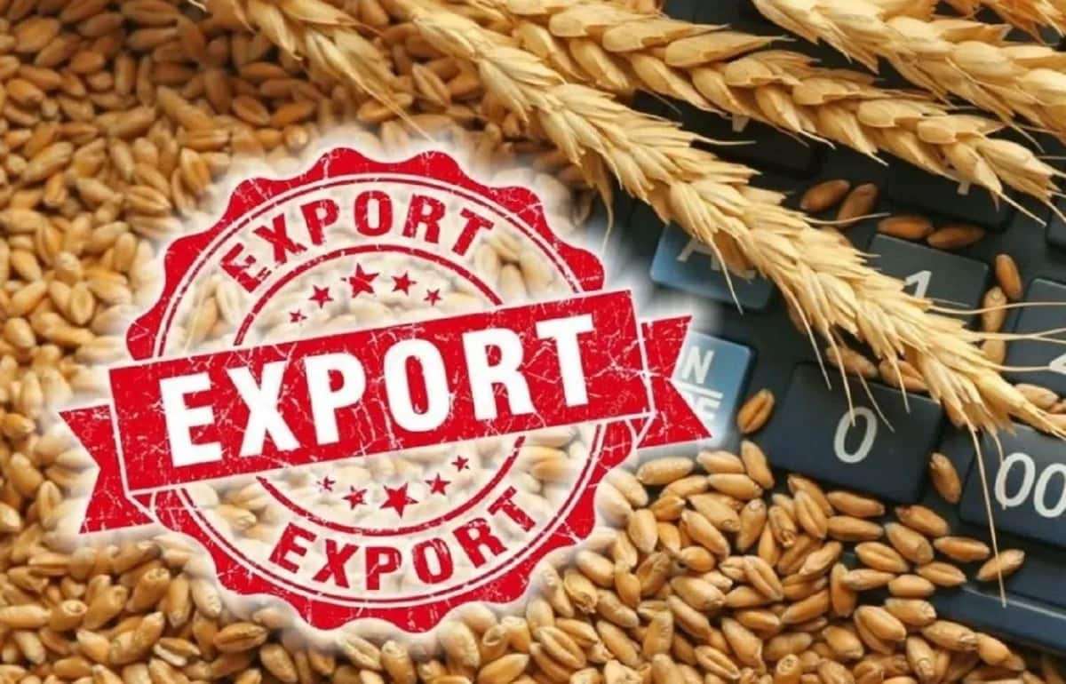 Экспорт пшеницы: почему сентябрь — окно возможностей