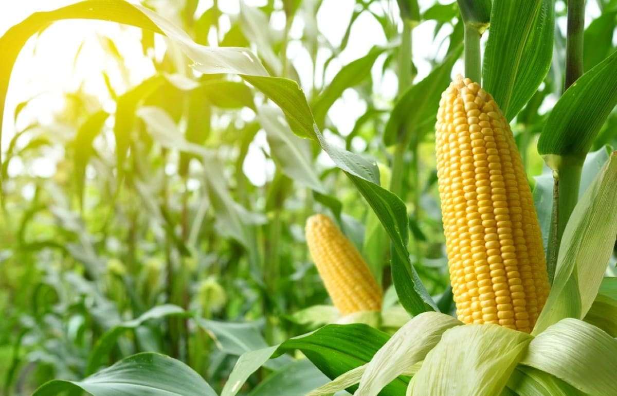 Падение мировых котировок давит на цену кукурузы в Украине