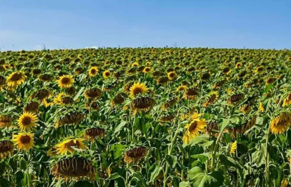 Урожай подсолнечника в Украине 2025/26 ожидается на 10-летнем минимуме