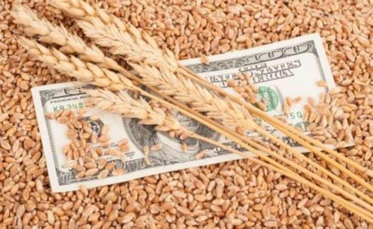 В Украине продовольственная пшеница дороже фуражной на $13–15 за тонну