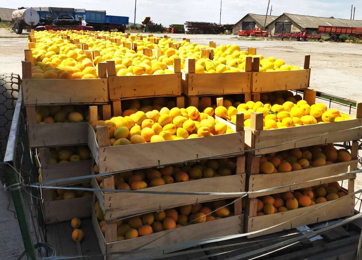 Tot mai mulți producători de fructe construiesc depozite frigorifice