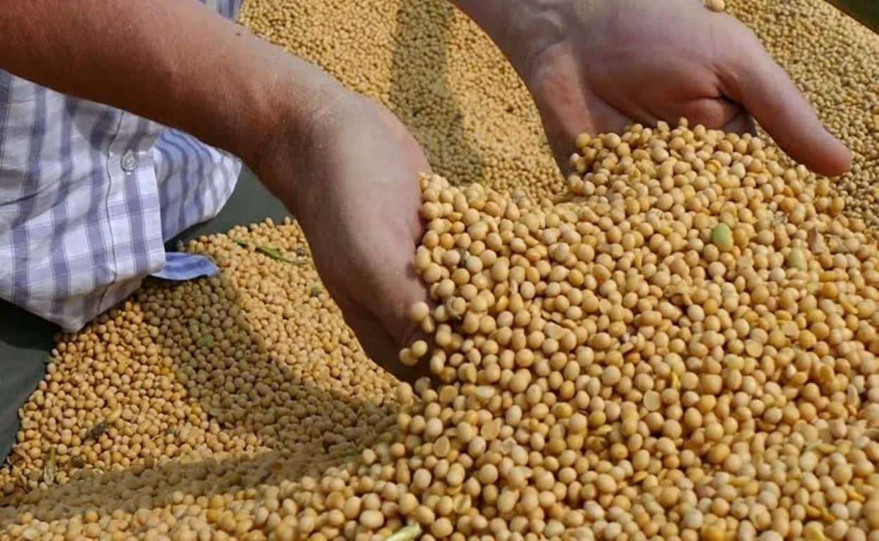 Из-за нехватки семян подсолнечника Румыния увеличит импорт украинской сои