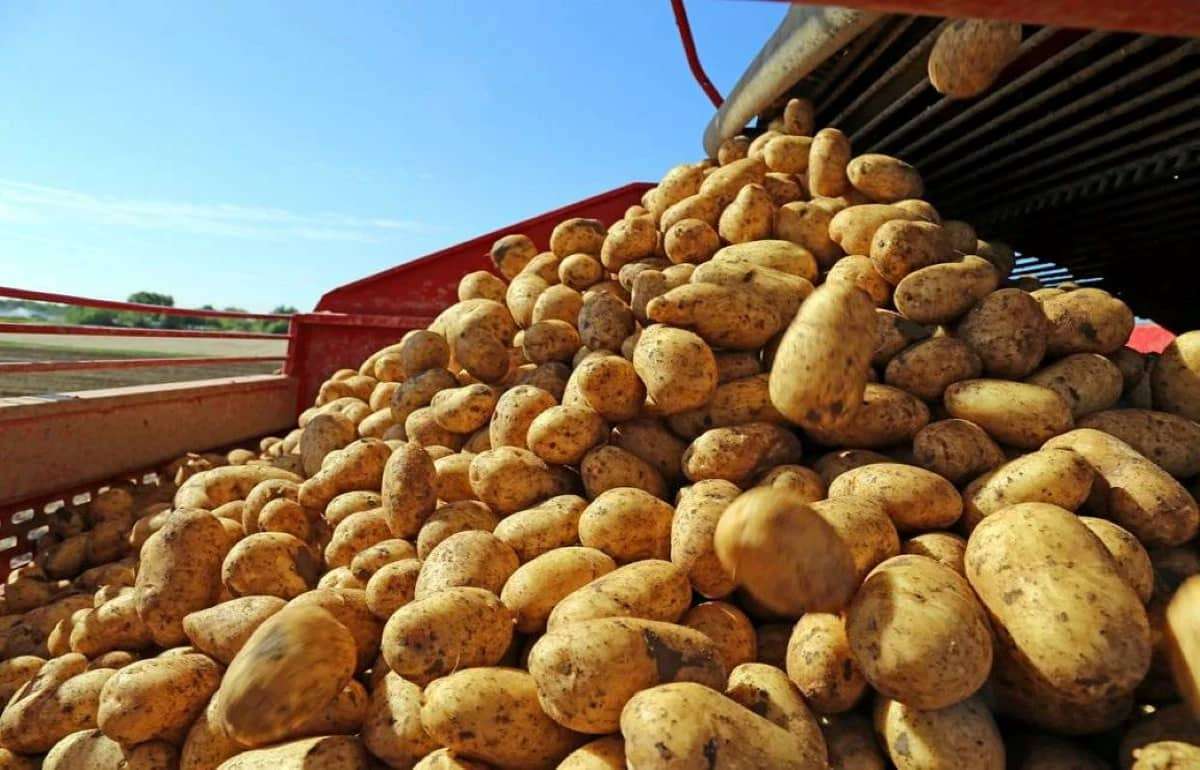 Польша в текущем году увеличит производство картофеля на 15%