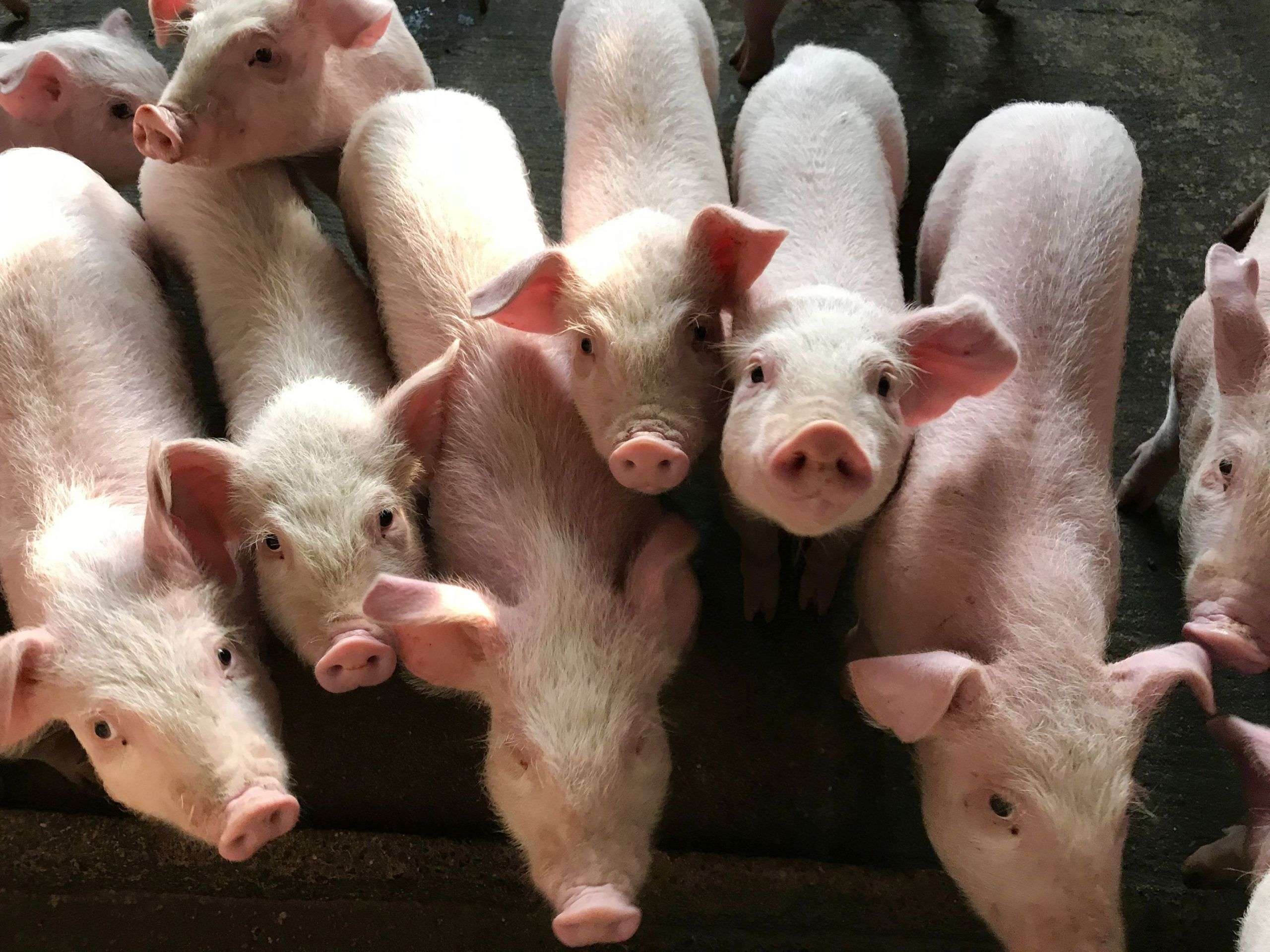 Autorizația sanitar-veterinară pentru creșterea porcinelor: Cum poate fi obținută