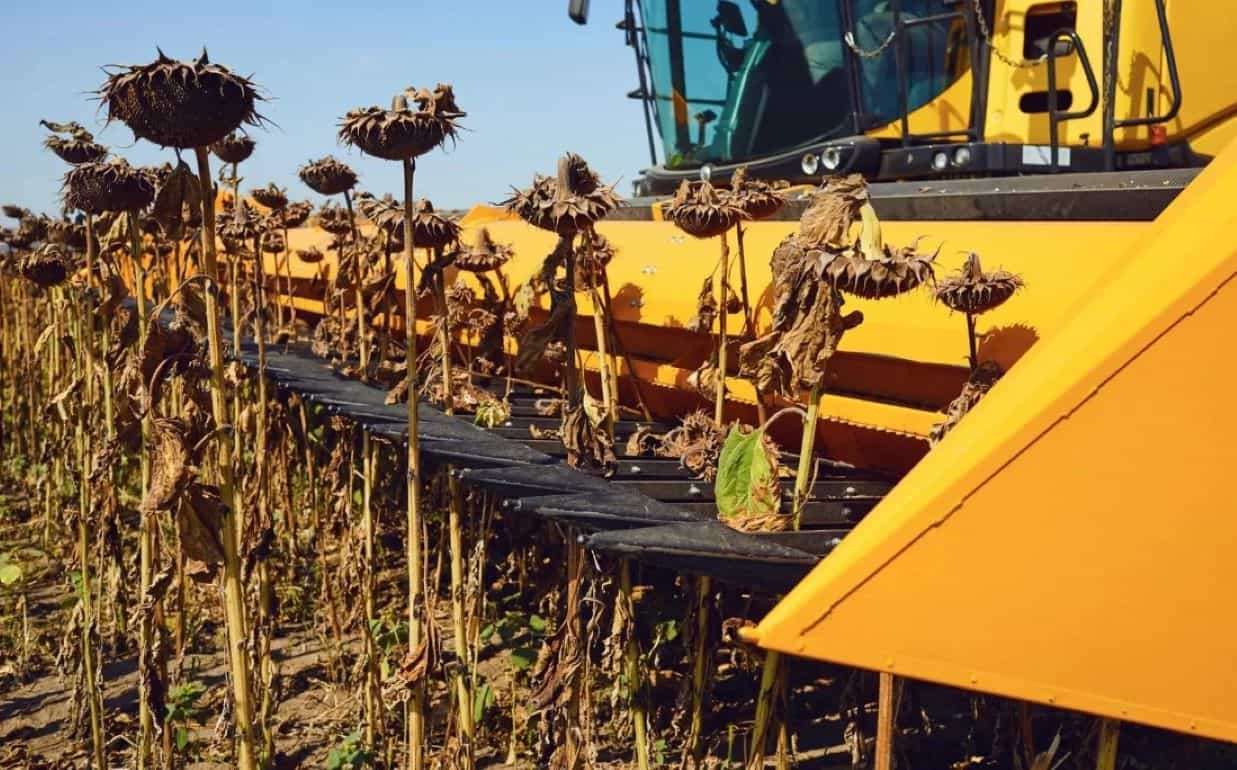 Снижение урожая в странах-лидерах ограничивает рынок подсолнечника