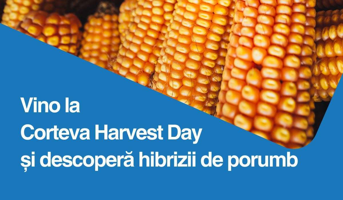 Corteva Harvest Day: Zi dedicată hibrizilor de porumb Pioneer