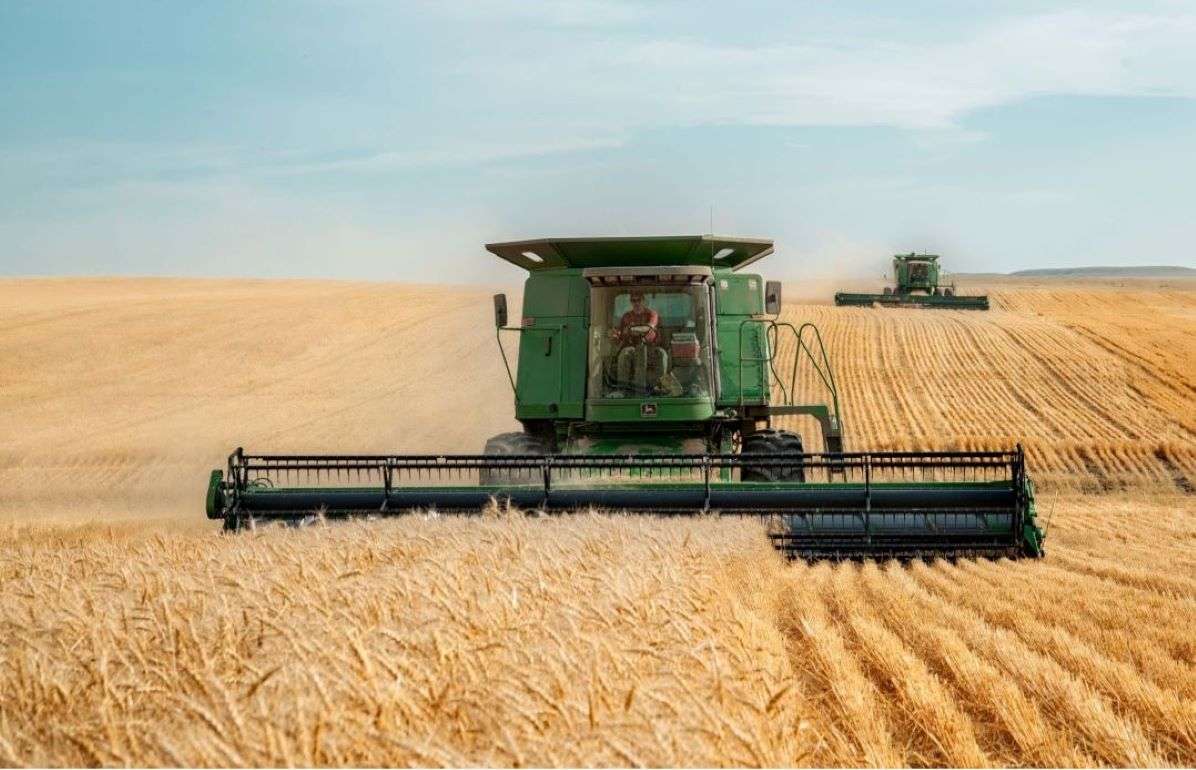 ABARES: Австралийское зерно растет, мировые цены под давлением