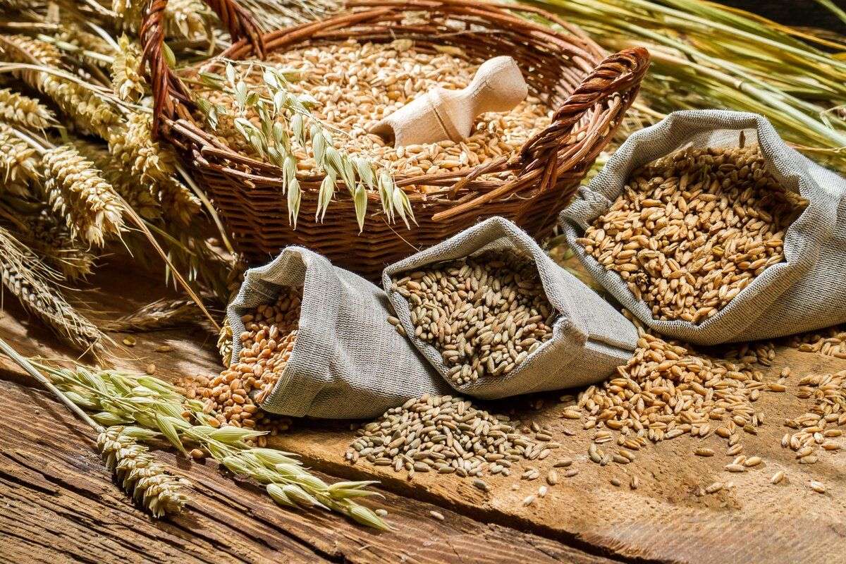 Anul agricol 2025 | Bilanțul Asociației „Agrocereale”
