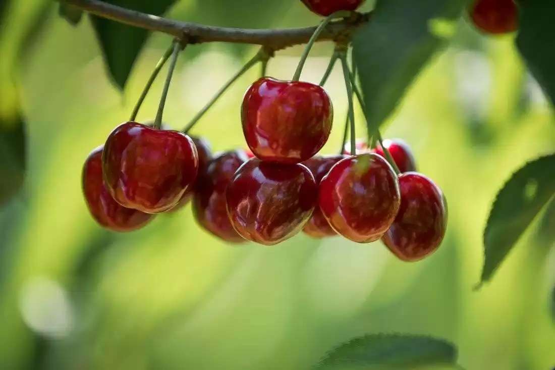 Anul agricol 2025 | Bilanțul Asociației MoldovaFruct