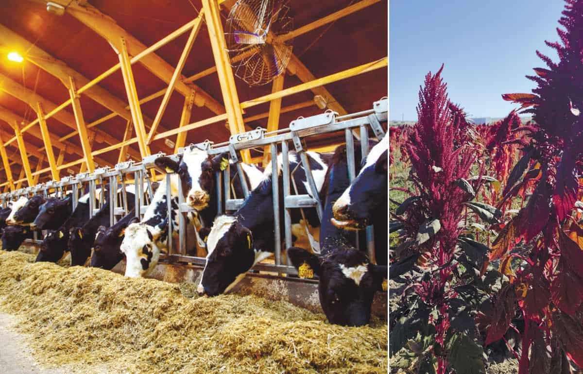 Kirsan Agro предлагает новую модель сельского хозяйства для Молдовы