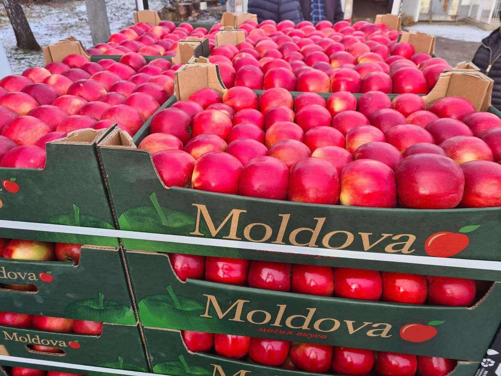 FAO: Republica Moldova în TOP-15 țări europene la producerea de fructe