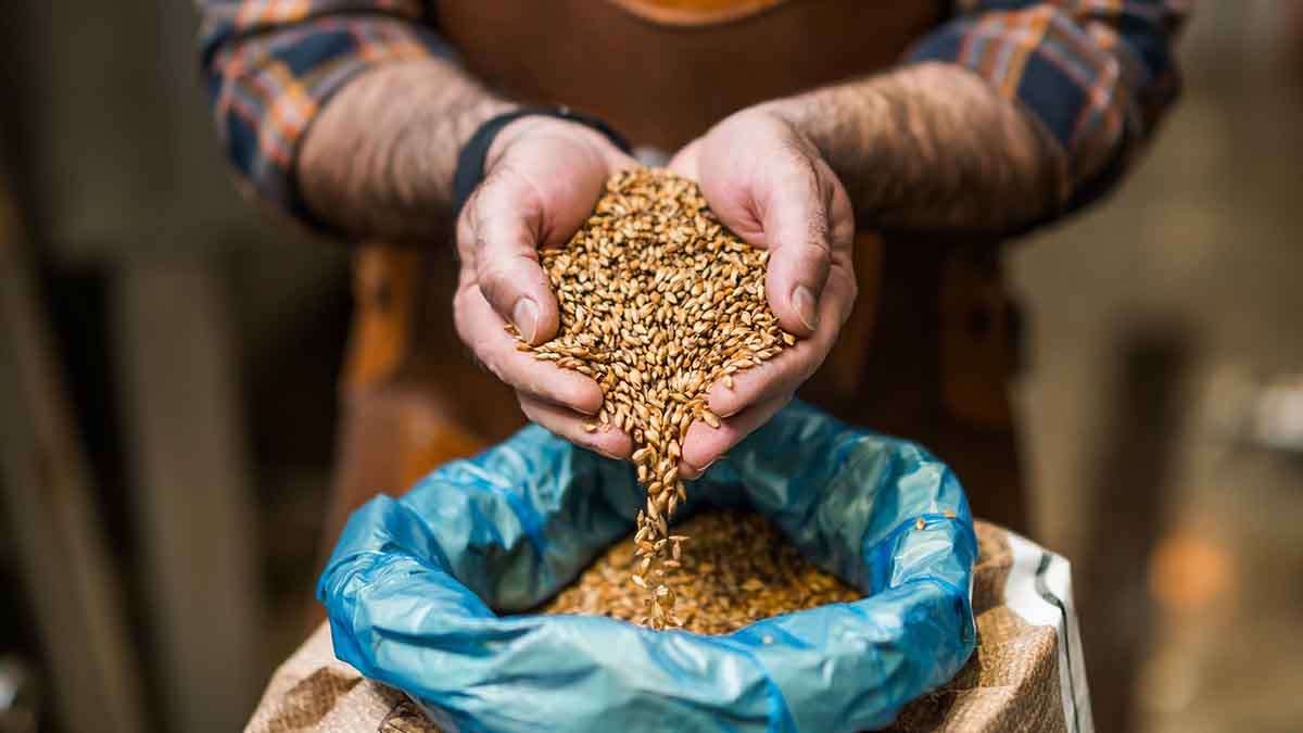 Orzul: Prețuri record și piețe neobișnuite de export în sezonul 2025–2026