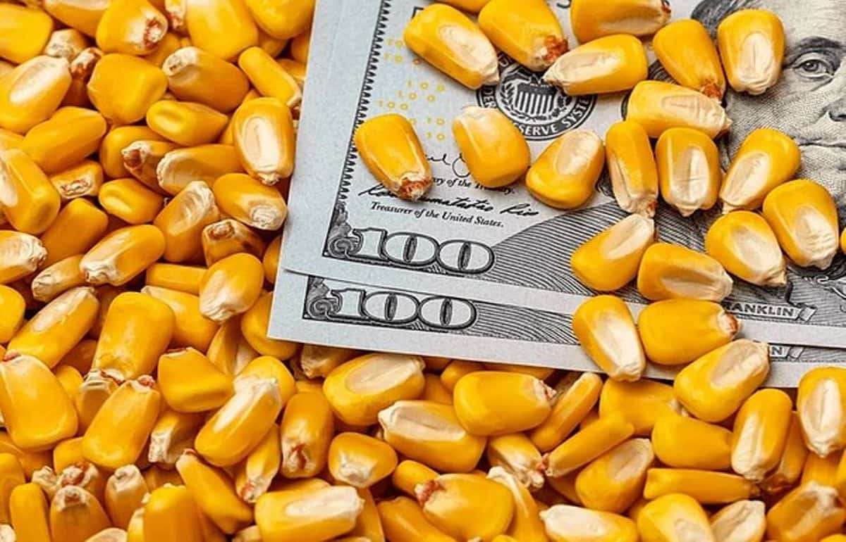 Цены на фуражную кукурузу в Украине снизились на фоне мировых трендов