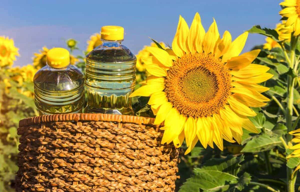 Рынок подсолнечника и продукты переработки в Украине на 18 января