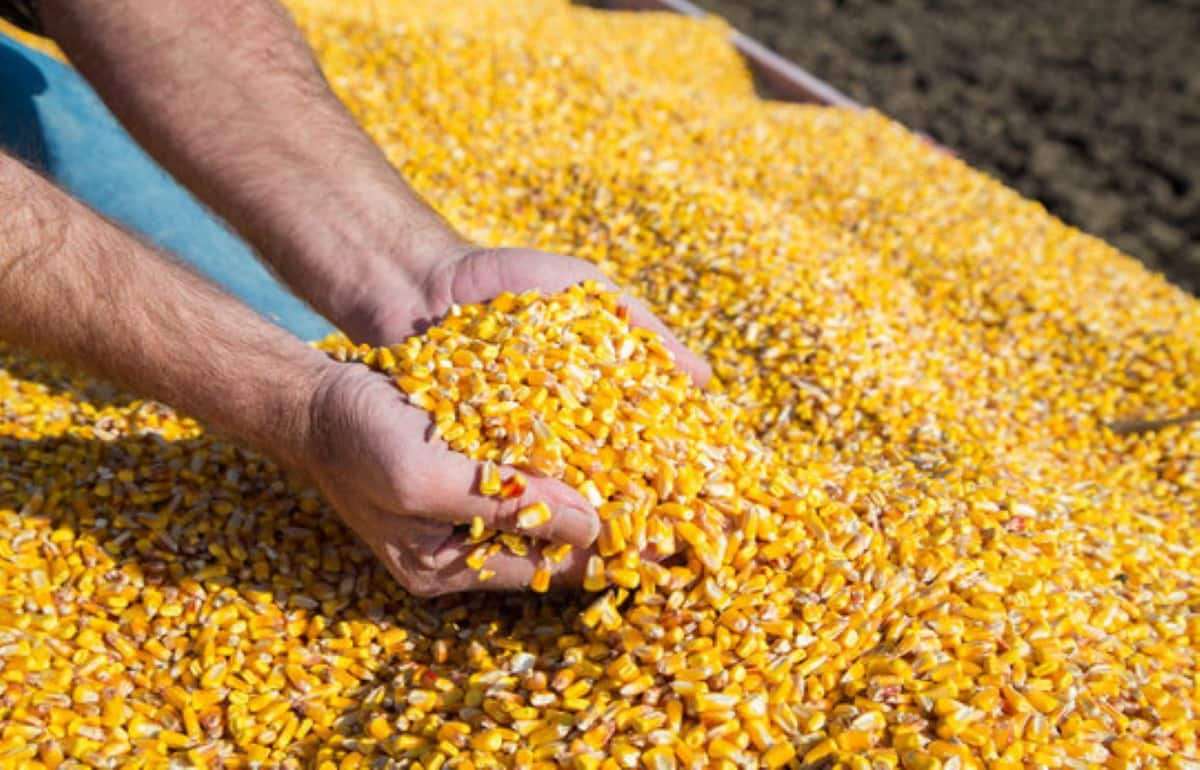 Рынок кукурузы в Украине на 18 января: влияние глобальных трендов